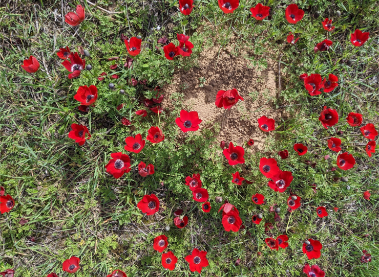 The photo: red flowers blooming where our Jewish lives were taken, exactly where the October 7th massacre took place.